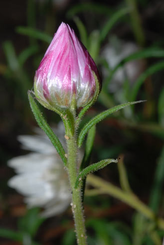 APII jpeg image of Helichrysum adenophorum var. waddelliae  © contact APII