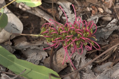 APII jpeg image of Grevillea goodii subsp. goodii  © contact APII