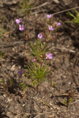 APII jpeg image of Stylidium turbinatum  © contact APII