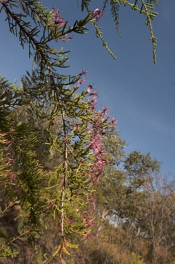 APII jpeg image of Calytrix exstipulata  © contact APII