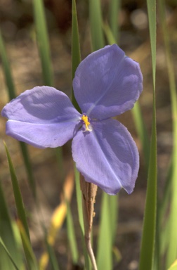 APII jpeg image of Patersonia macrantha  © contact APII