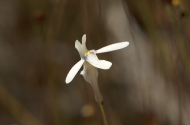 APII jpeg image of Utricularia kamienskii  © contact APII