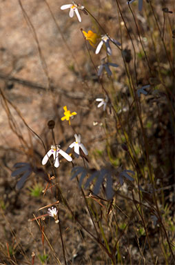 APII jpeg image of Utricularia kamienskii  © contact APII