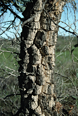 APII jpeg image of Acacia inaequilatera  © contact APII