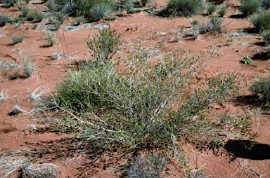 APII jpeg image of Calytrix carinata  © contact APII