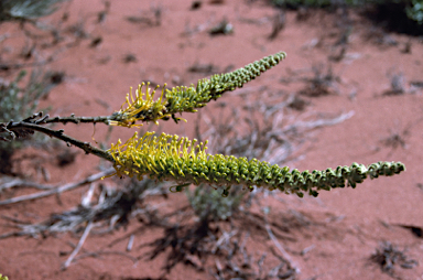 APII jpeg image of Grevillea eriostachya  © contact APII