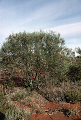 APII jpeg image of Grevillea stenobotrya  © contact APII