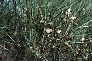 APII jpeg image of Grevillea stenobotrya  © contact APII