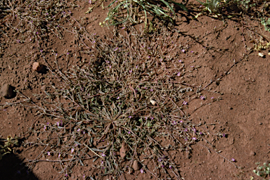 APII jpeg image of Calandrinia ptychosperma  © contact APII