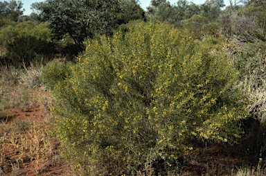 APII jpeg image of Senna artemisioides subsp. filifolia  © contact APII