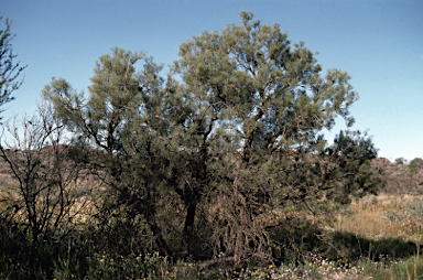 APII jpeg image of Hakea divaricata  © contact APII