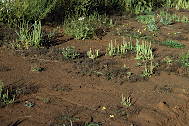 APII jpeg image of Eragrostis pergracilis  © contact APII