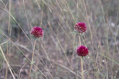 APII jpeg image of Gomphrena canescens subsp. erythrina  © contact APII