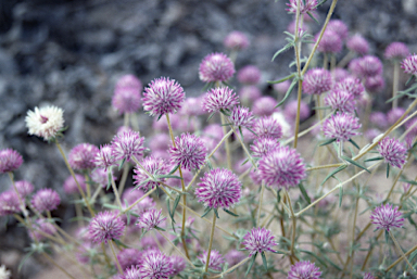 APII jpeg image of Gomphrena canescens subsp. canescens  © contact APII