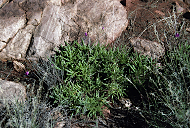 APII jpeg image of Calandrinia reticulata  © contact APII