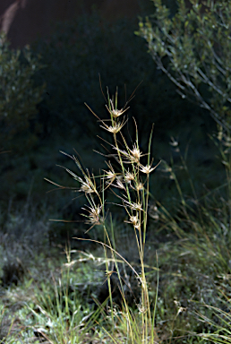 APII jpeg image of Themeda triandra  © contact APII