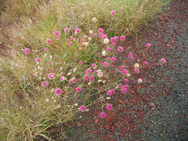 APII jpeg image of Gomphrena canescens subsp. canescens  © contact APII