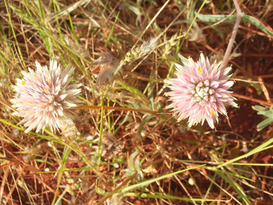 APII jpeg image of Gomphrena kanisii  © contact APII