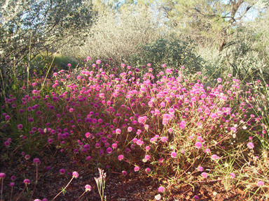 APII jpeg image of Gomphrena canescens subsp. canescens  © contact APII