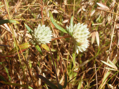 APII jpeg image of Gomphrena lanata  © contact APII