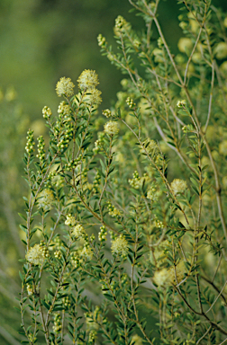 APII jpeg image of Melaleuca leiocarpa  © contact APII