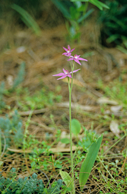 APII jpeg image of Caladenia latifolia  © contact APII