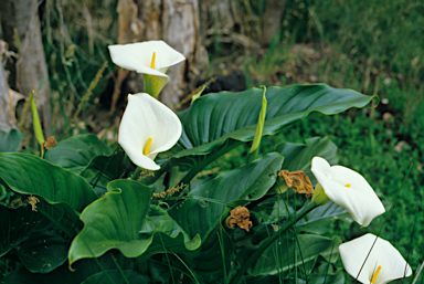 APII jpeg image of Zantedeschia aethiopica  © contact APII