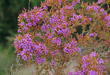 APII jpeg image of Calytrix brevifolia  © contact APII