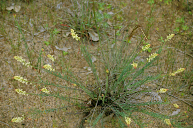 APII jpeg image of Stackhousia monogyna  © contact APII