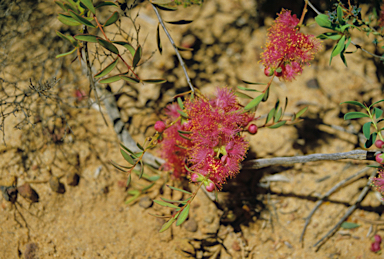 APII jpeg image of Melaleuca conothamnoides  © contact APII