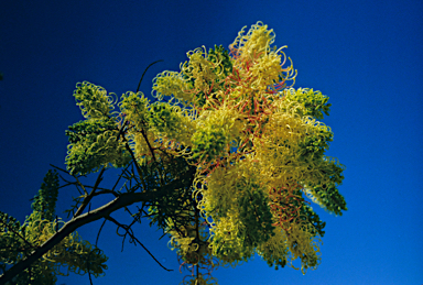 APII jpeg image of Grevillea leucopteris  © contact APII