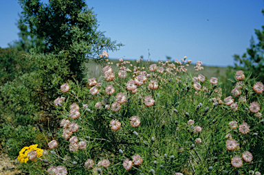 APII jpeg image of Isopogon divergens  © contact APII