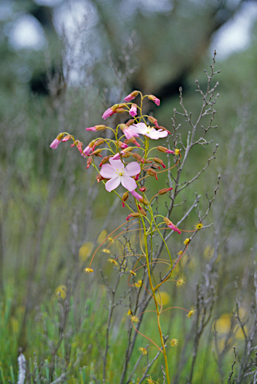 APII jpeg image of Drosera menziesii  © contact APII