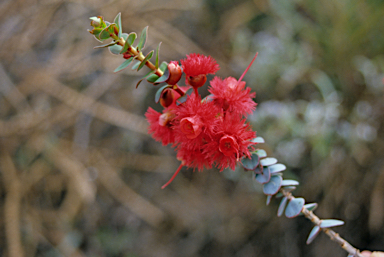 APII jpeg image of Verticordia grandis  © contact APII