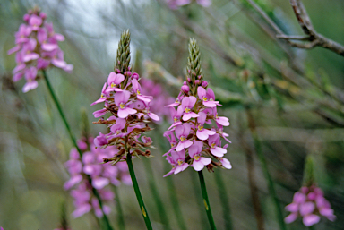 APII jpeg image of Stylidium junceum  © contact APII