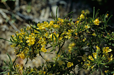 APII jpeg image of Hibbertia hypericoides  © contact APII