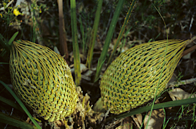 APII jpeg image of Macrozamia riedlei  © contact APII