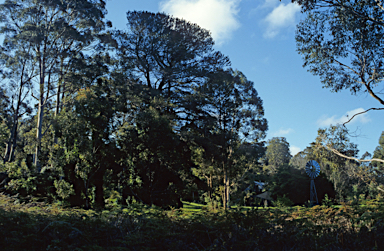 APII jpeg image of Eucalyptus marginata  © contact APII