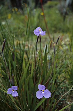 APII jpeg image of Patersonia occidentalis  © contact APII