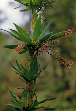 APII jpeg image of Leucopogon verticillatus  © contact APII