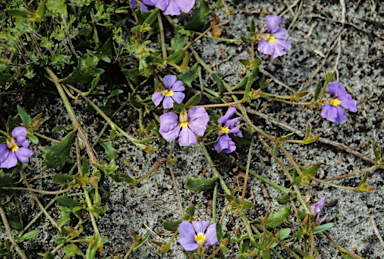 APII jpeg image of Scaevola striata  © contact APII