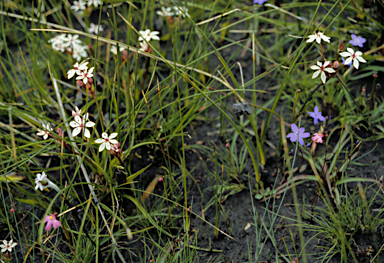 APII jpeg image of Burchardia multiflora  © contact APII