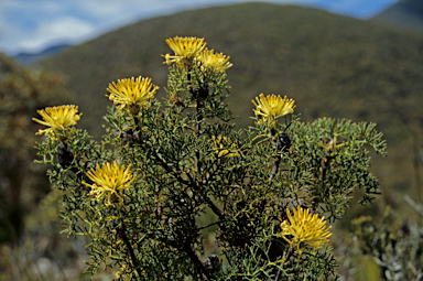 APII jpeg image of Petrophile divaricata  © contact APII