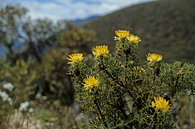 APII jpeg image of Petrophile divaricata  © contact APII