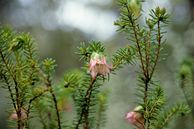 APII jpeg image of Darwinia leiostyla  © contact APII