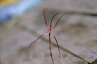 APII jpeg image of Caladenia filifera  © contact APII