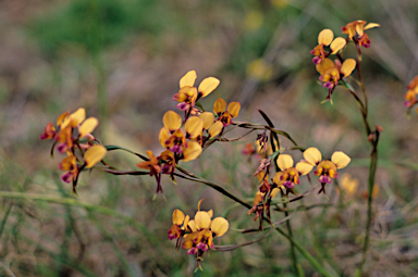 APII jpeg image of Diuris longifolia  © contact APII