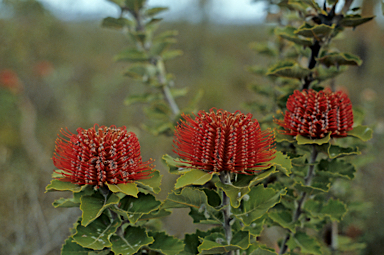 APII jpeg image of Banksia coccinea  © contact APII