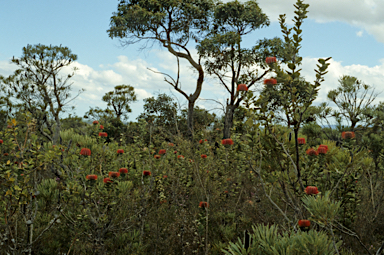 APII jpeg image of Banksia coccinea  © contact APII