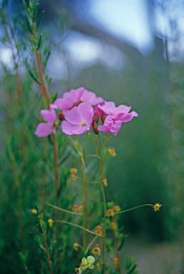 APII jpeg image of Drosera menziesii  © contact APII